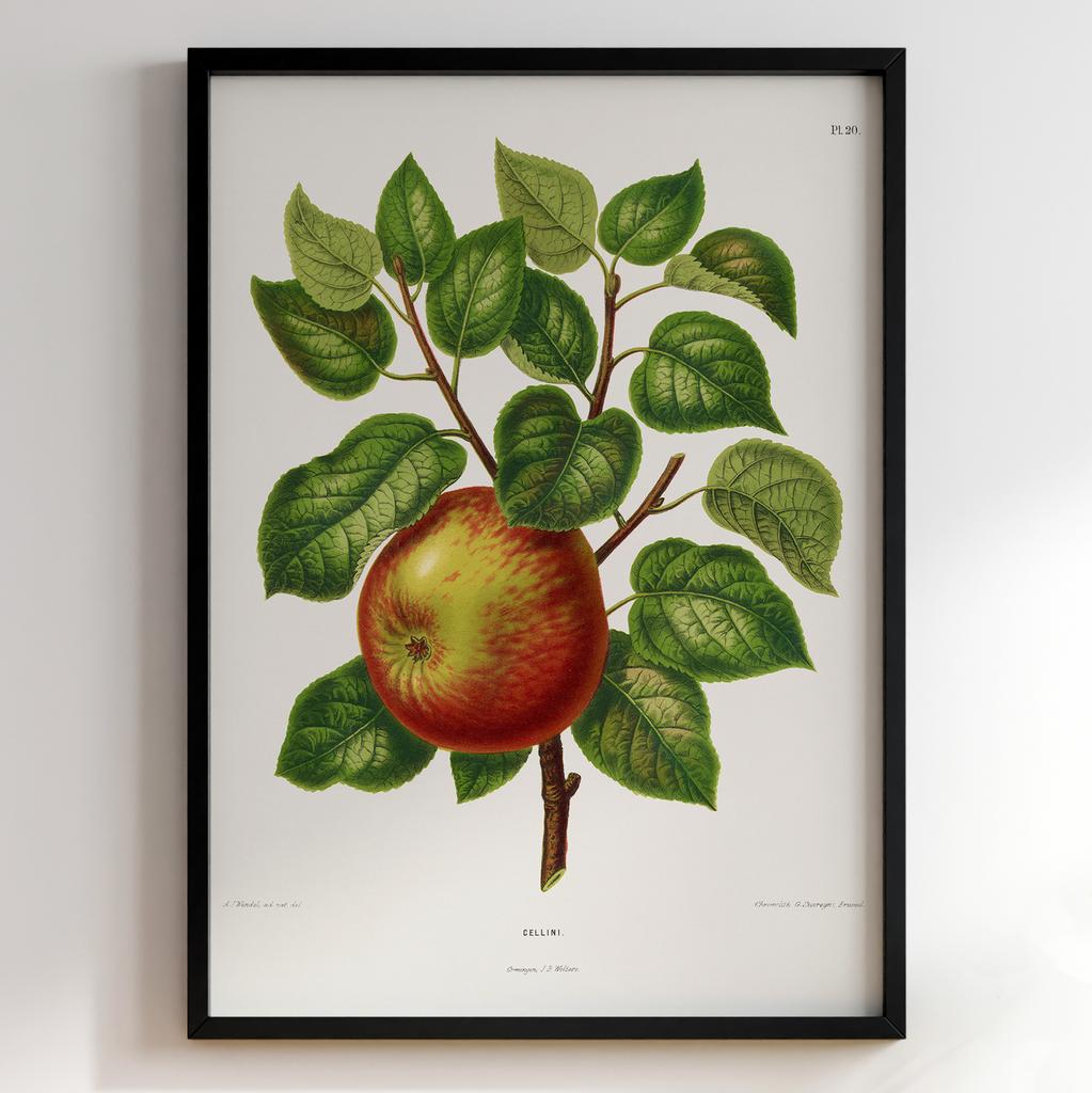 Ботанічний постер Abraham Jacobus Wendel Арт: 27480