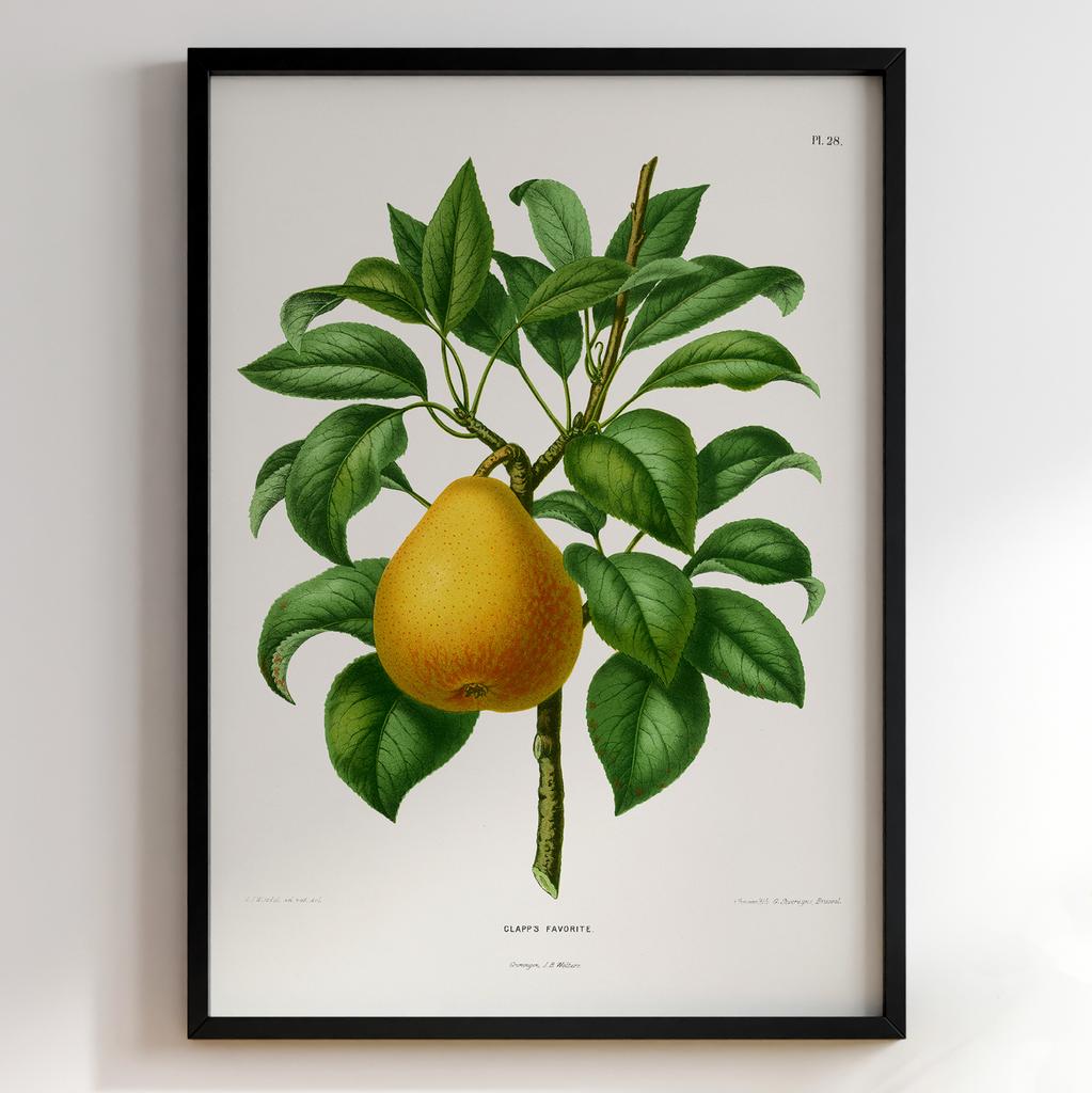 Ботанічний постер Abraham Jacobus Wendel Арт: 27481