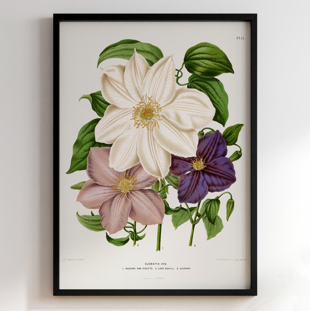 Ботанічний постер Abraham Jacobus Wendel Арт: 27482