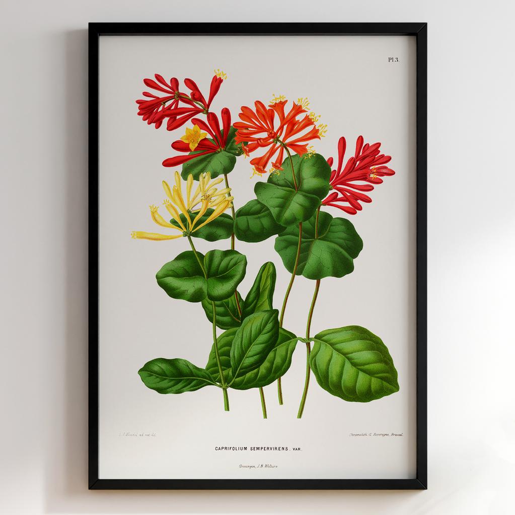 Ботанічний постер Abraham Jacobus Wendel Арт: 27483