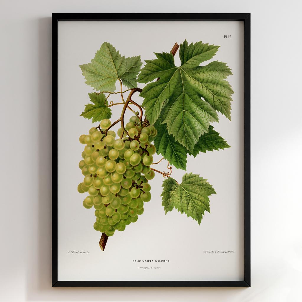 Ботанічний постер Abraham Jacobus Wendel Арт: 27484