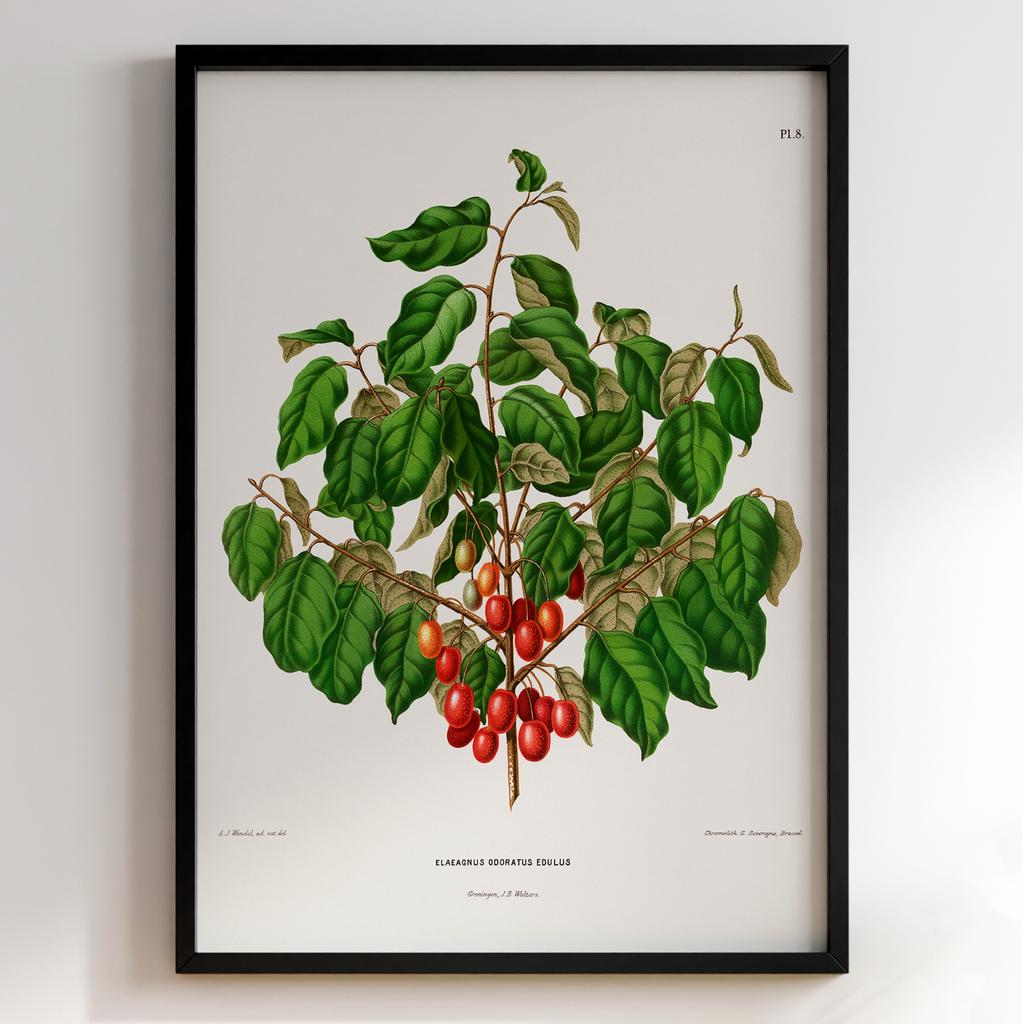 Ботанічний постер Abraham Jacobus Wendel Арт: 27485