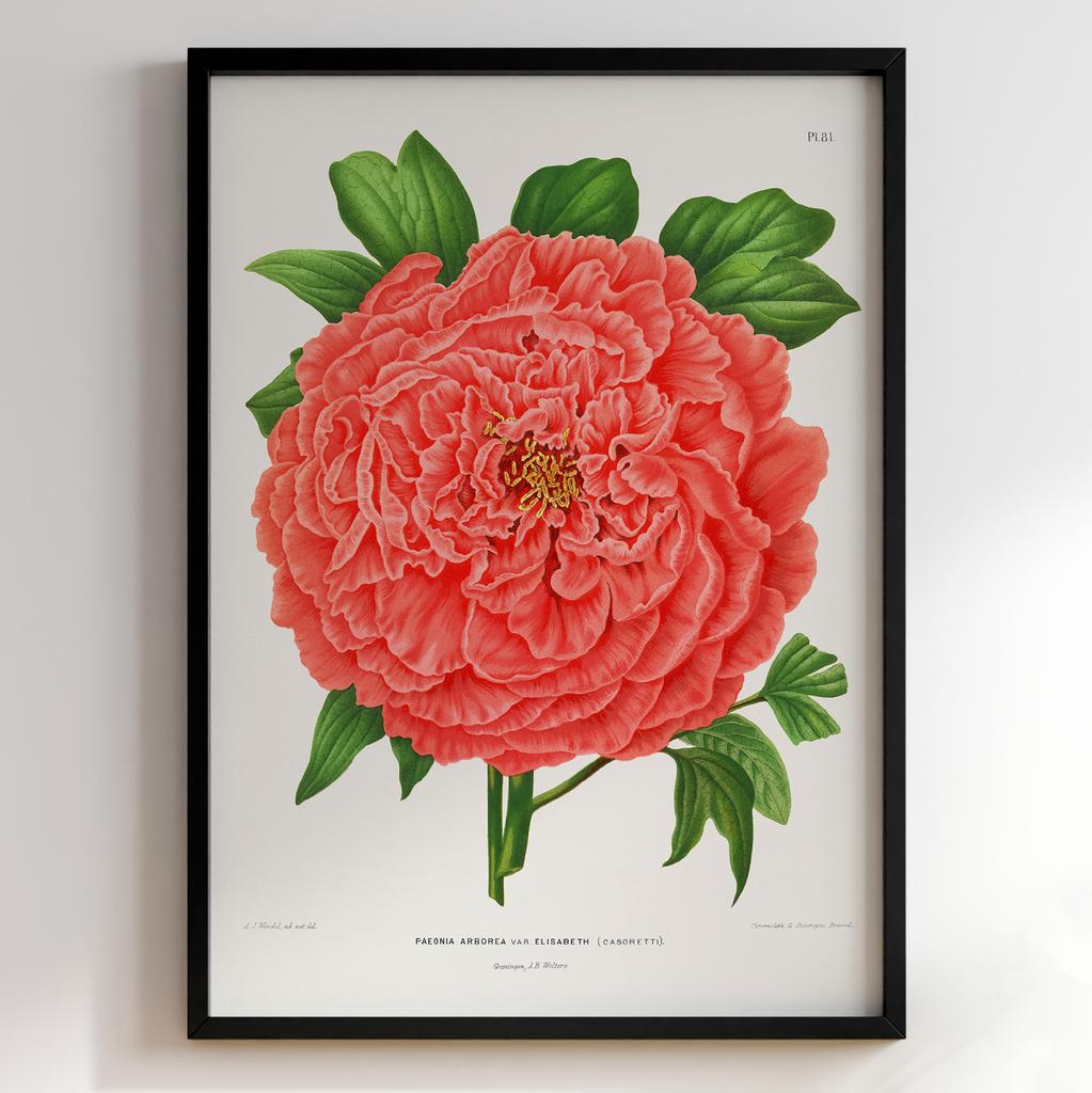 Ботанічний постер Abraham Jacobus Wendel Арт: 27486