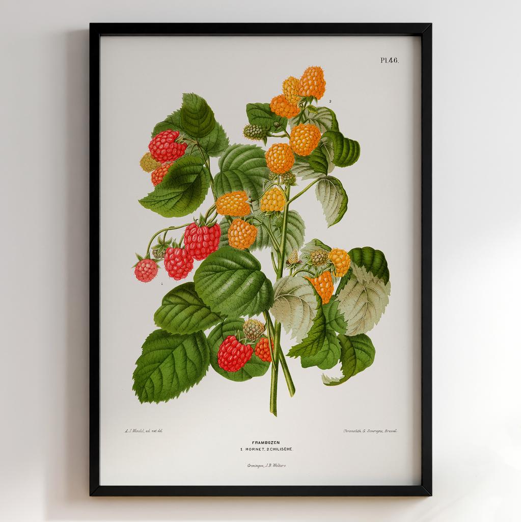 Ботанічний постер Abraham Jacobus Wendel Арт: 27487