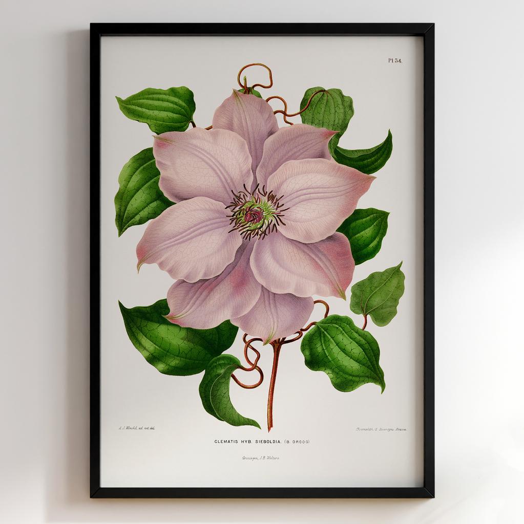 Ботанічний постер Abraham Jacobus Wendel Арт: 27488