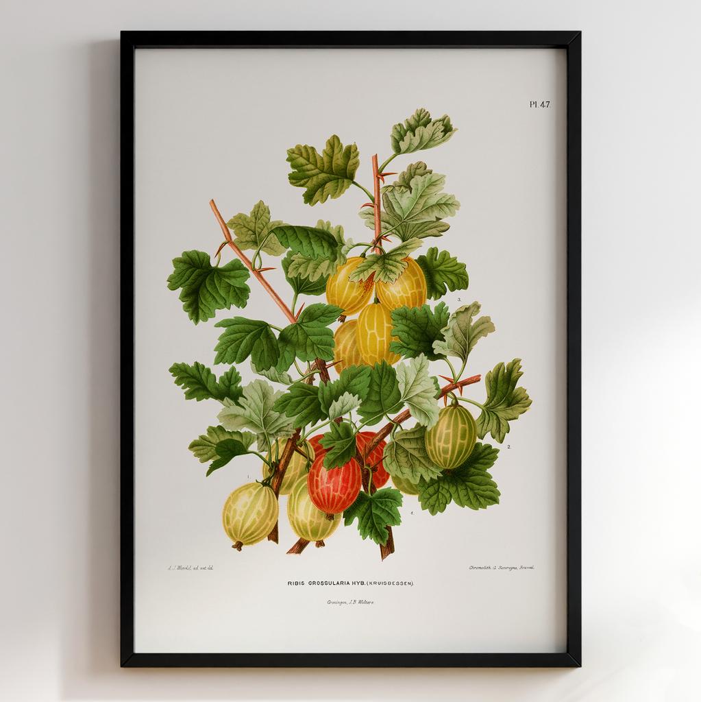 Ботанічний постер Abraham Jacobus Wendel Арт: 27489