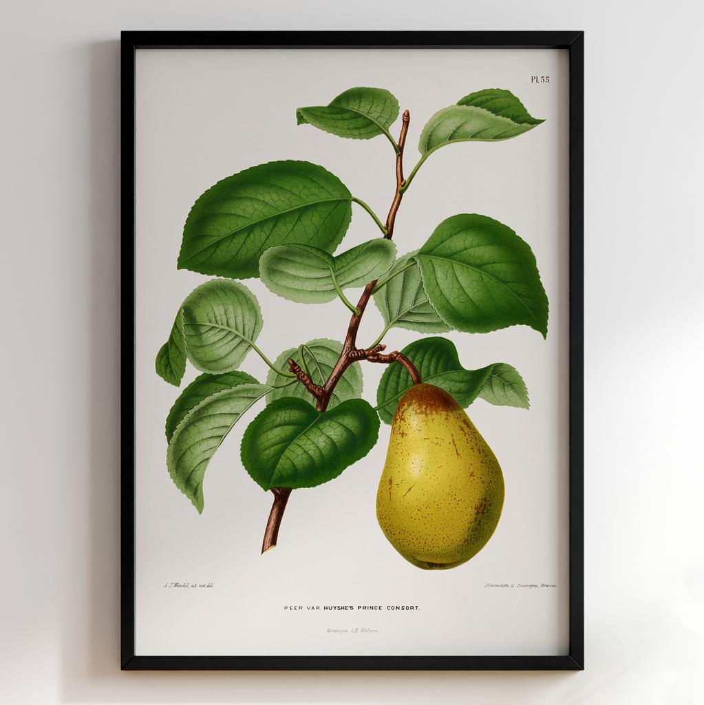 Ботанічний постер Abraham Jacobus Wendel Арт: 27490