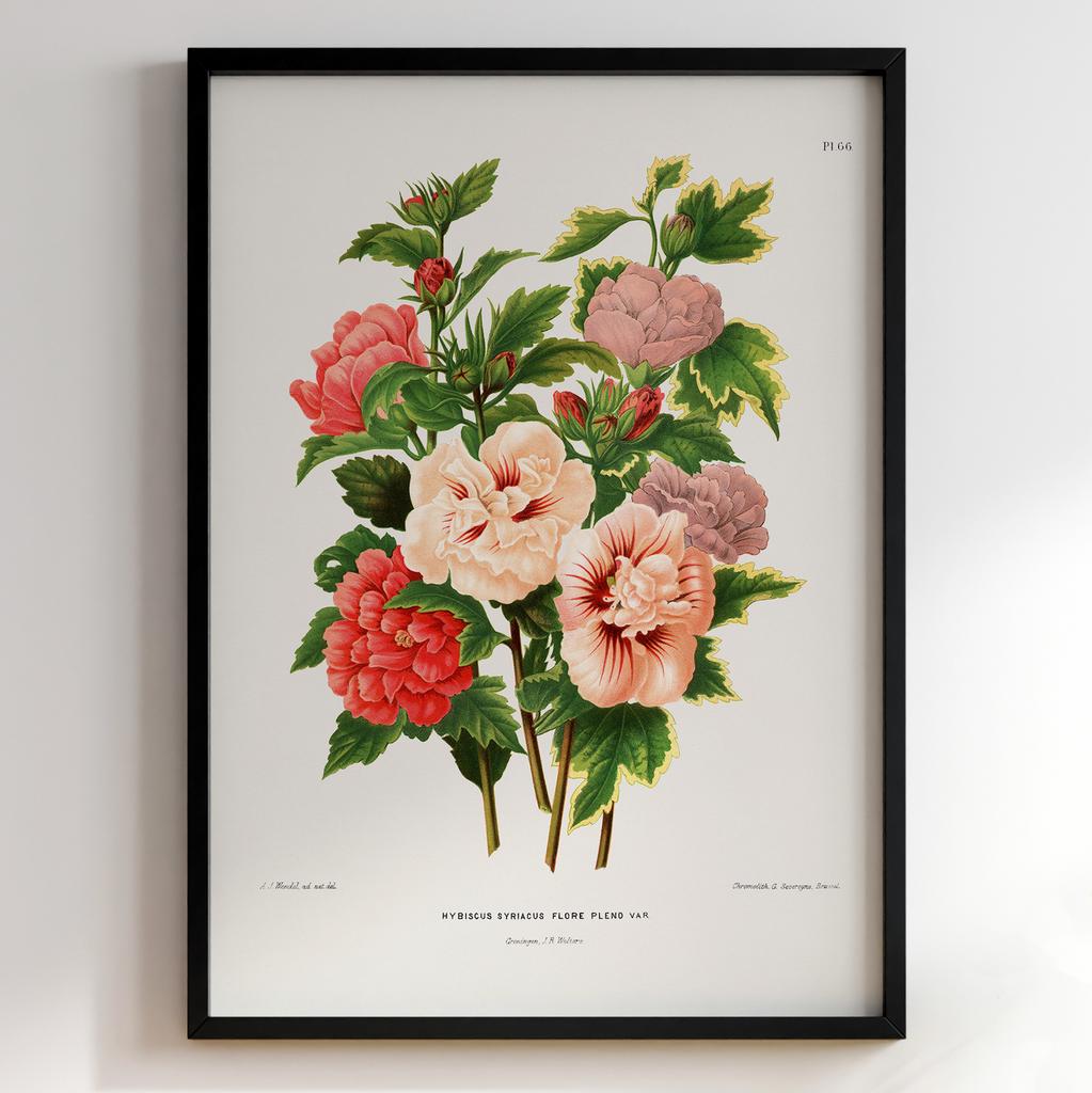 Ботанічний постер Abraham Jacobus Wendel Арт: 27491