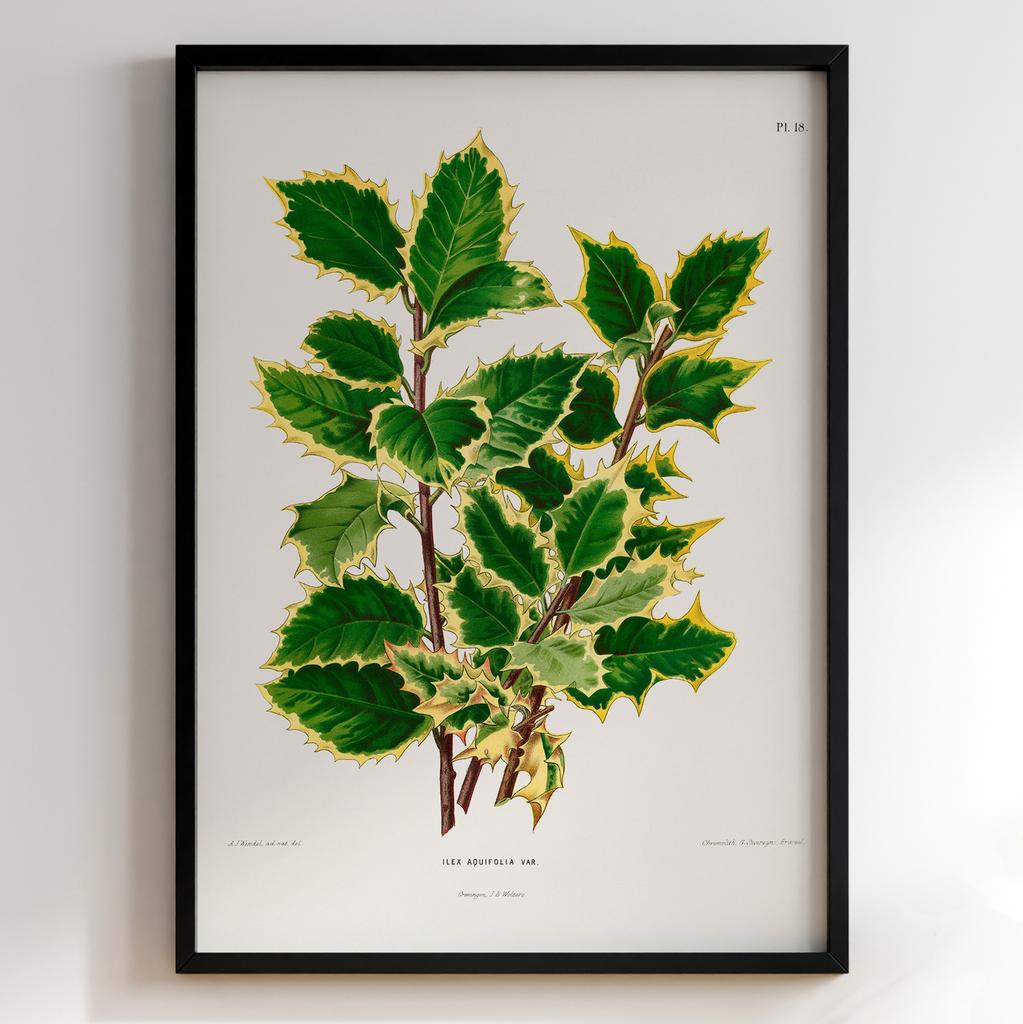 Ботанічний постер Abraham Jacobus Wendel Арт: 27492