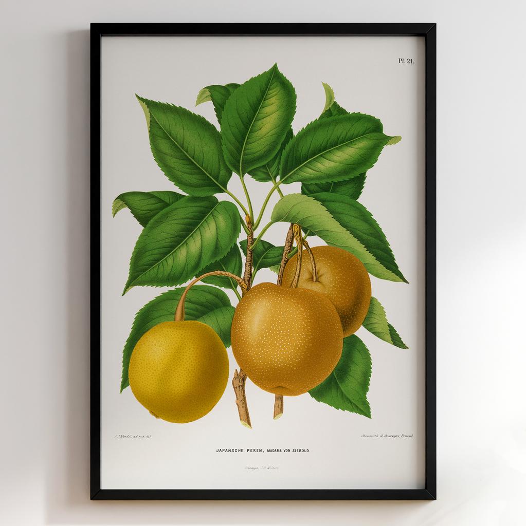 Ботанічний постер Abraham Jacobus Wendel Арт: 27493