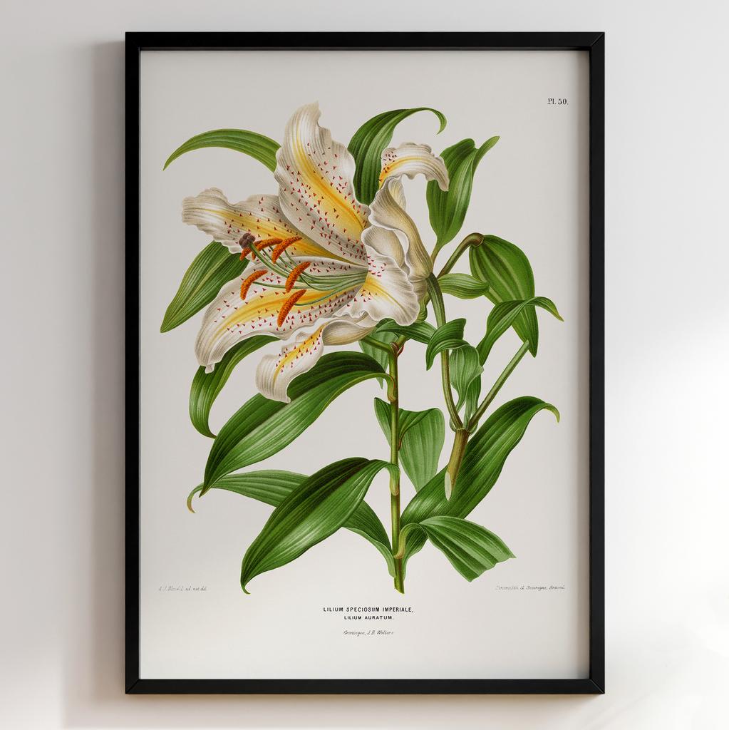 Ботанічний постер Abraham Jacobus Wendel Арт: 27494