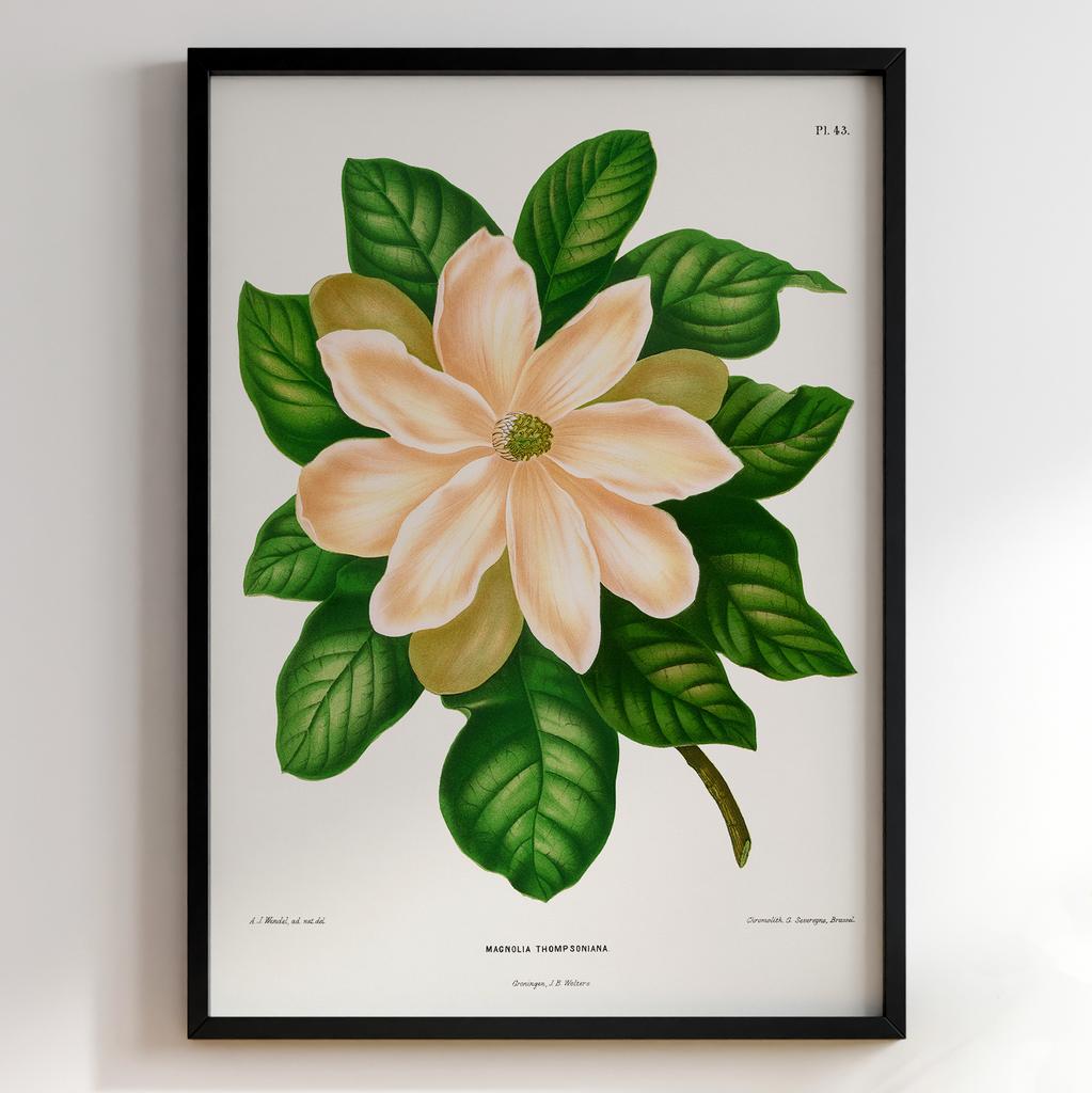 Ботанічний постер Abraham Jacobus Wendel Арт: 27495