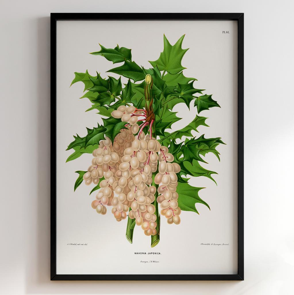 Ботанічний постер Abraham Jacobus Wendel Арт: 27496