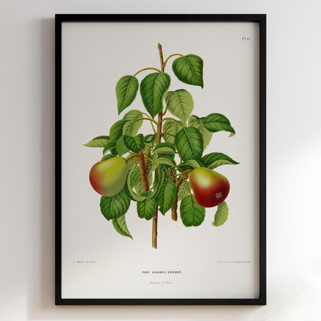 Ботанічний постер Abraham Jacobus Wendel Арт: 27498