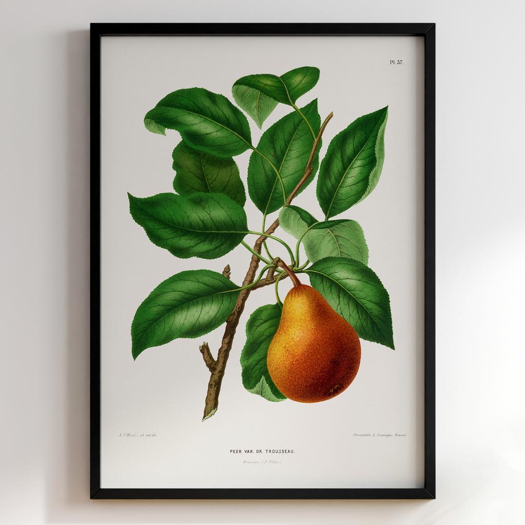 Ботанічний постер Abraham Jacobus Wendel Арт: 27499