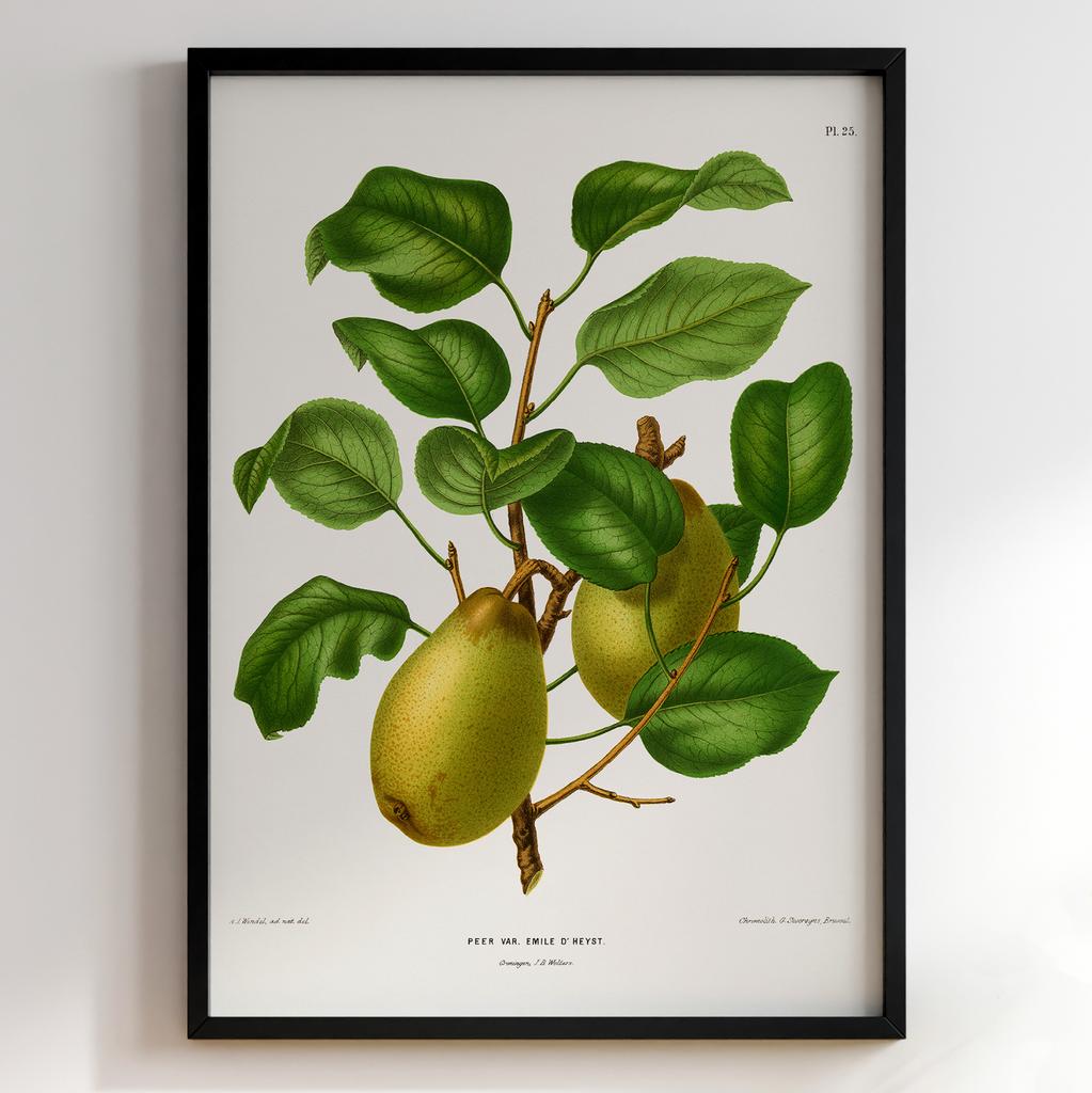 Ботанічний постер Abraham Jacobus Wendel Арт: 27250