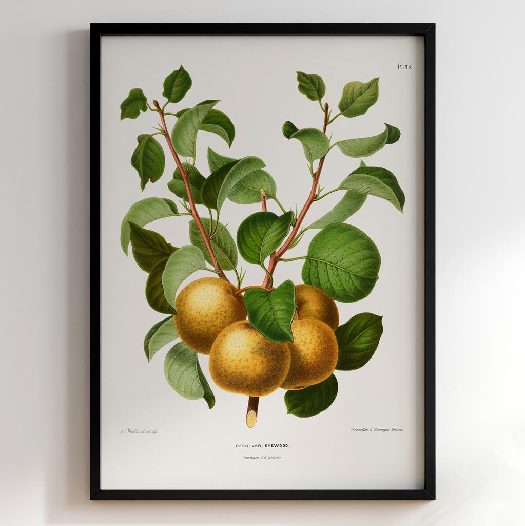 Ботанічний постер Abraham Jacobus Wendel Арт: 27501