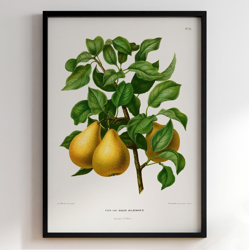 Ботанічний постер Abraham Jacobus Wendel Арт: 27502