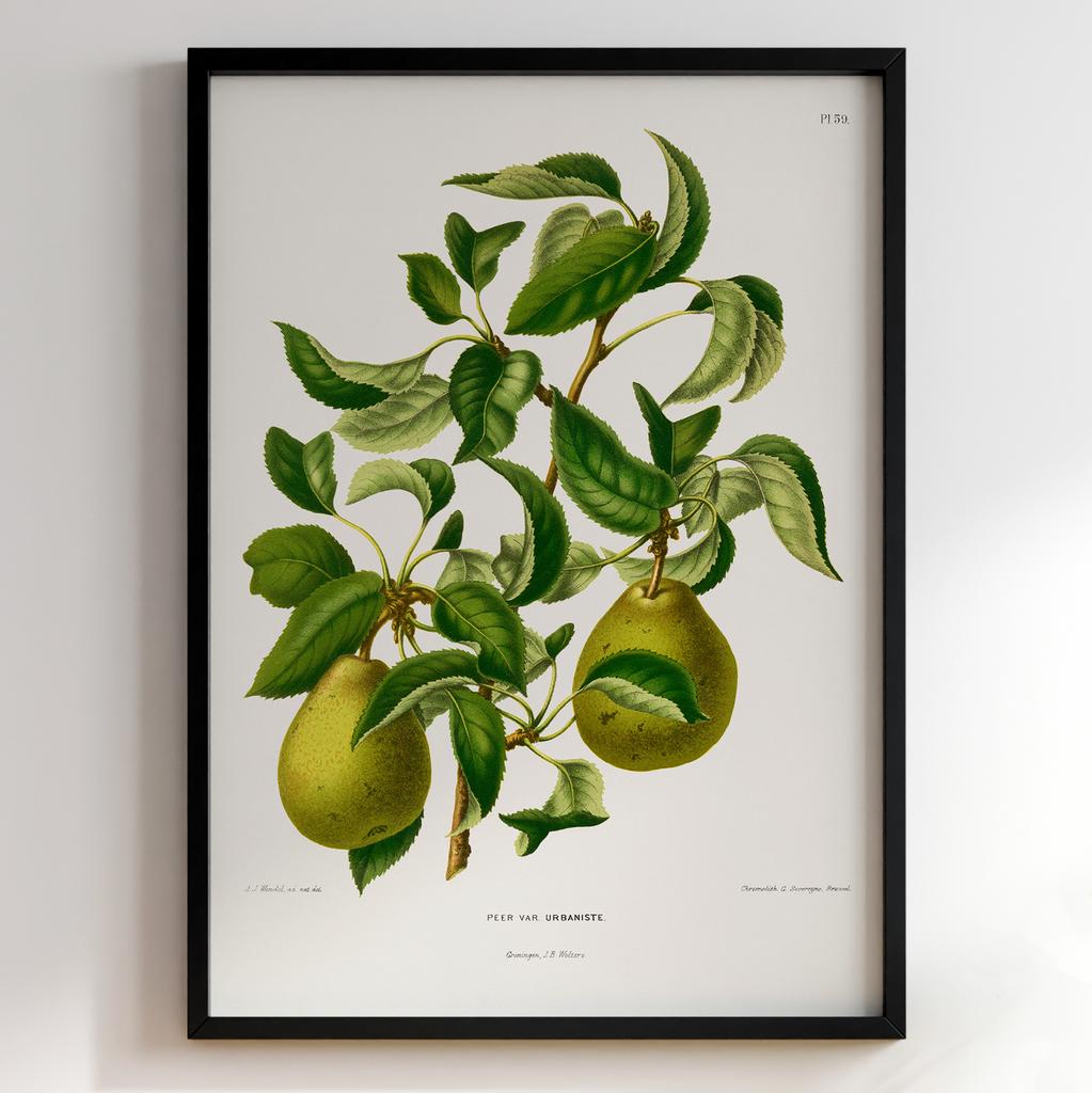 Ботанічний постер Abraham Jacobus Wendel Арт: 27503