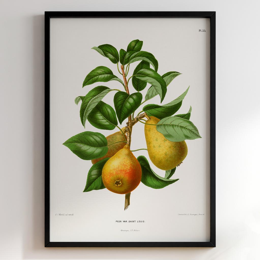 Ботанічний постер Abraham Jacobus Wendel Арт: 27504