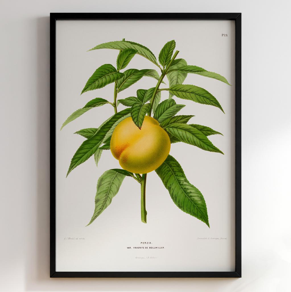 Ботанічний постер Abraham Jacobus Wendel Арт: 27505