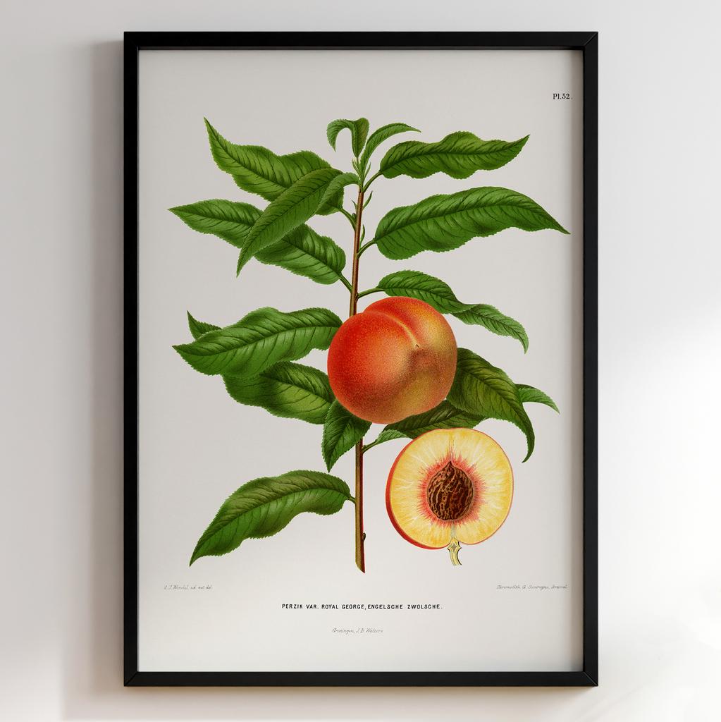 Ботанічний постер Abraham Jacobus Wendel Арт: 27506