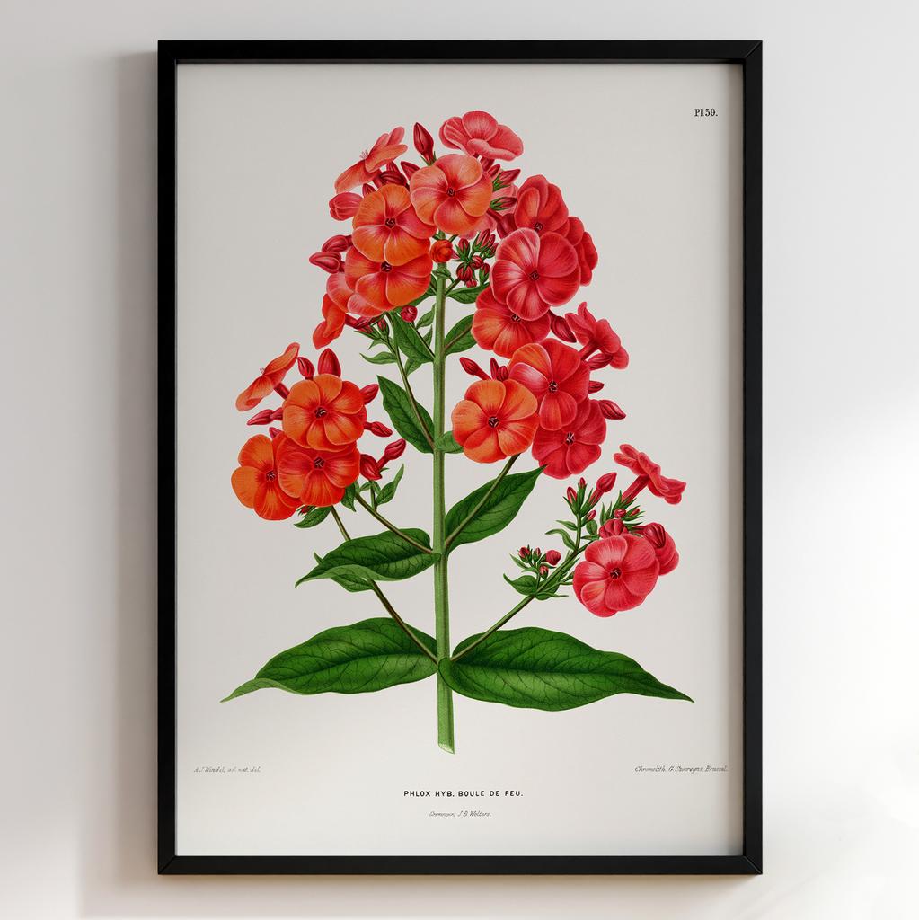 Ботанічний постер Abraham Jacobus Wendel Арт: 27507