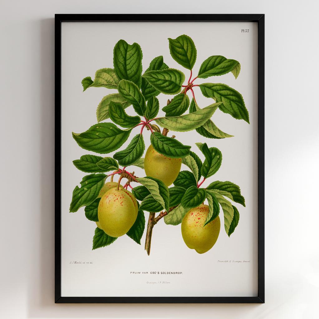 Ботанічний постер Abraham Jacobus Wendel Арт: 27508