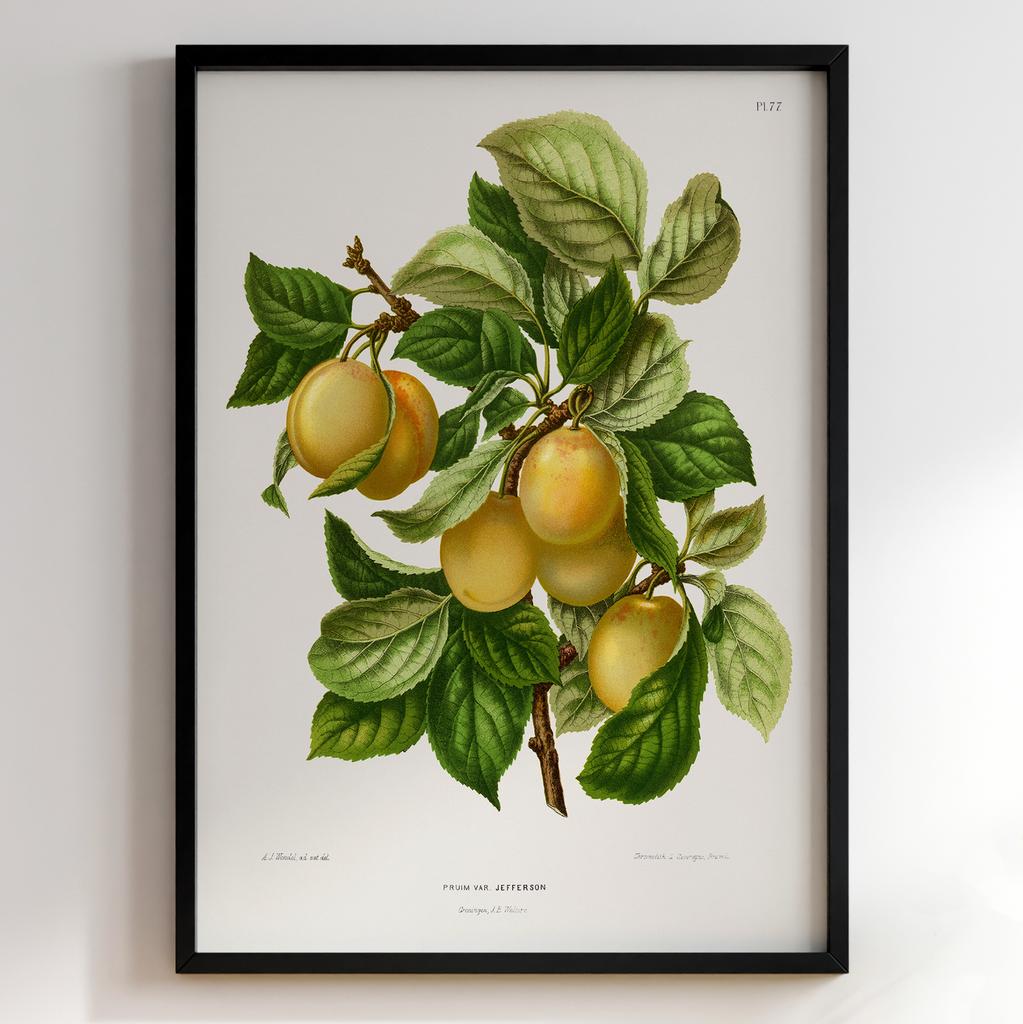 Ботанічний постер Abraham Jacobus Wendel Арт: 27509