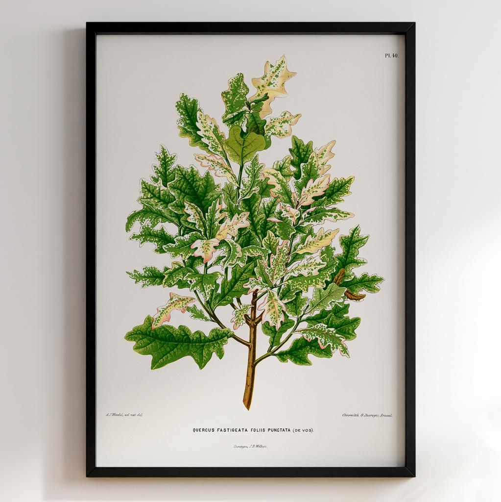 Ботанічний постер Abraham Jacobus Wendel Арт: 27510