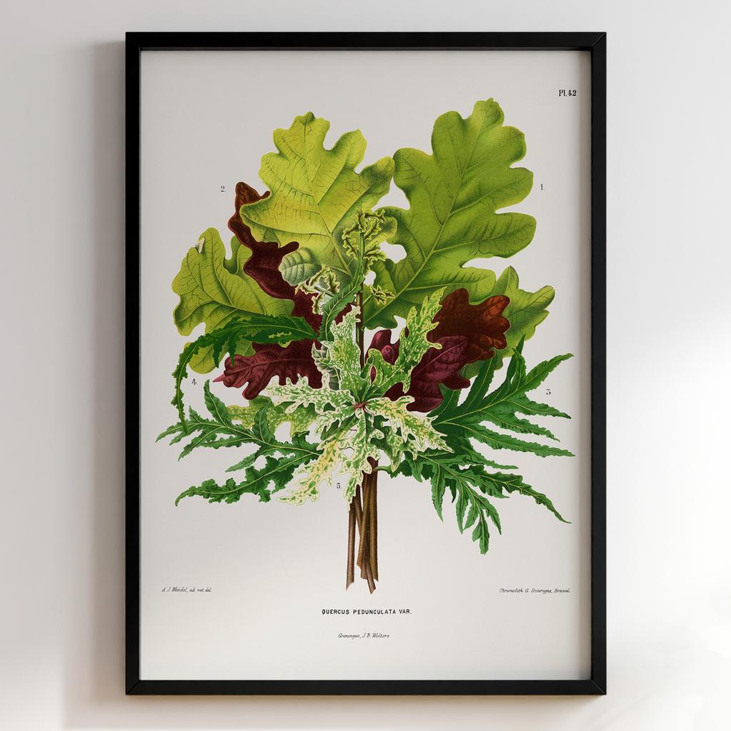 Ботанічний постер Abraham Jacobus Wendel Арт: 27511