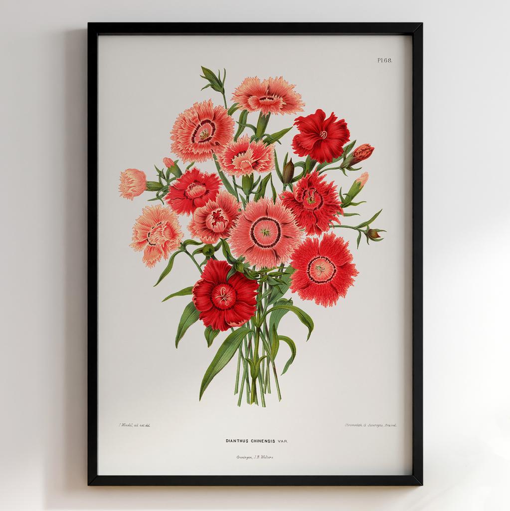 Ботанічний постер Abraham Jacobus Wendel Арт: 27512