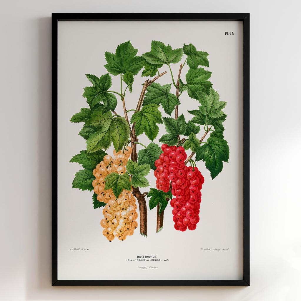 Ботанічний постер Abraham Jacobus Wendel Арт: 27513