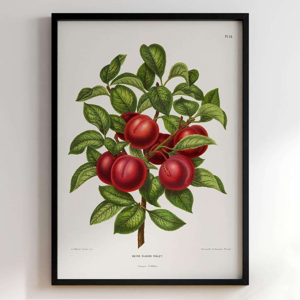 Ботанічний постер Abraham Jacobus Wendel Арт: 27514