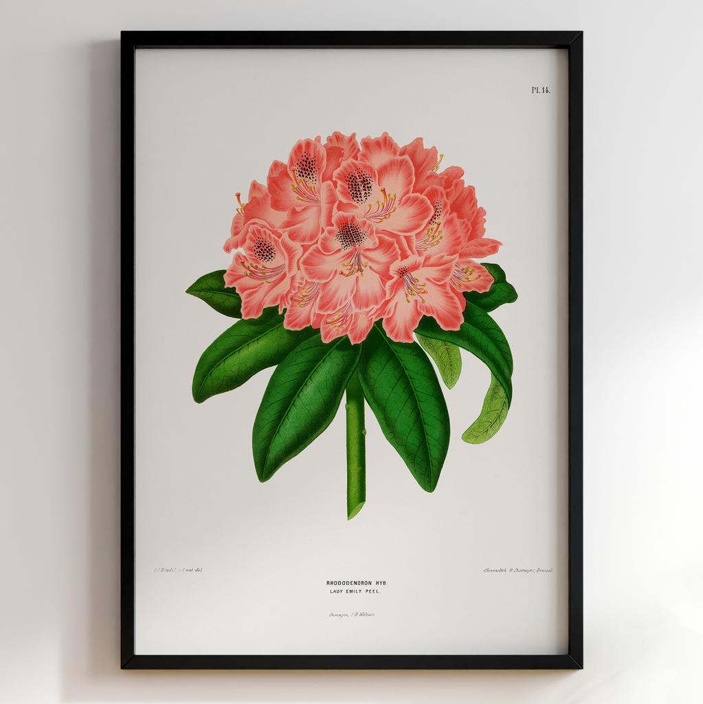 Ботанічний постер Abraham Jacobus Wendel Арт: 27515