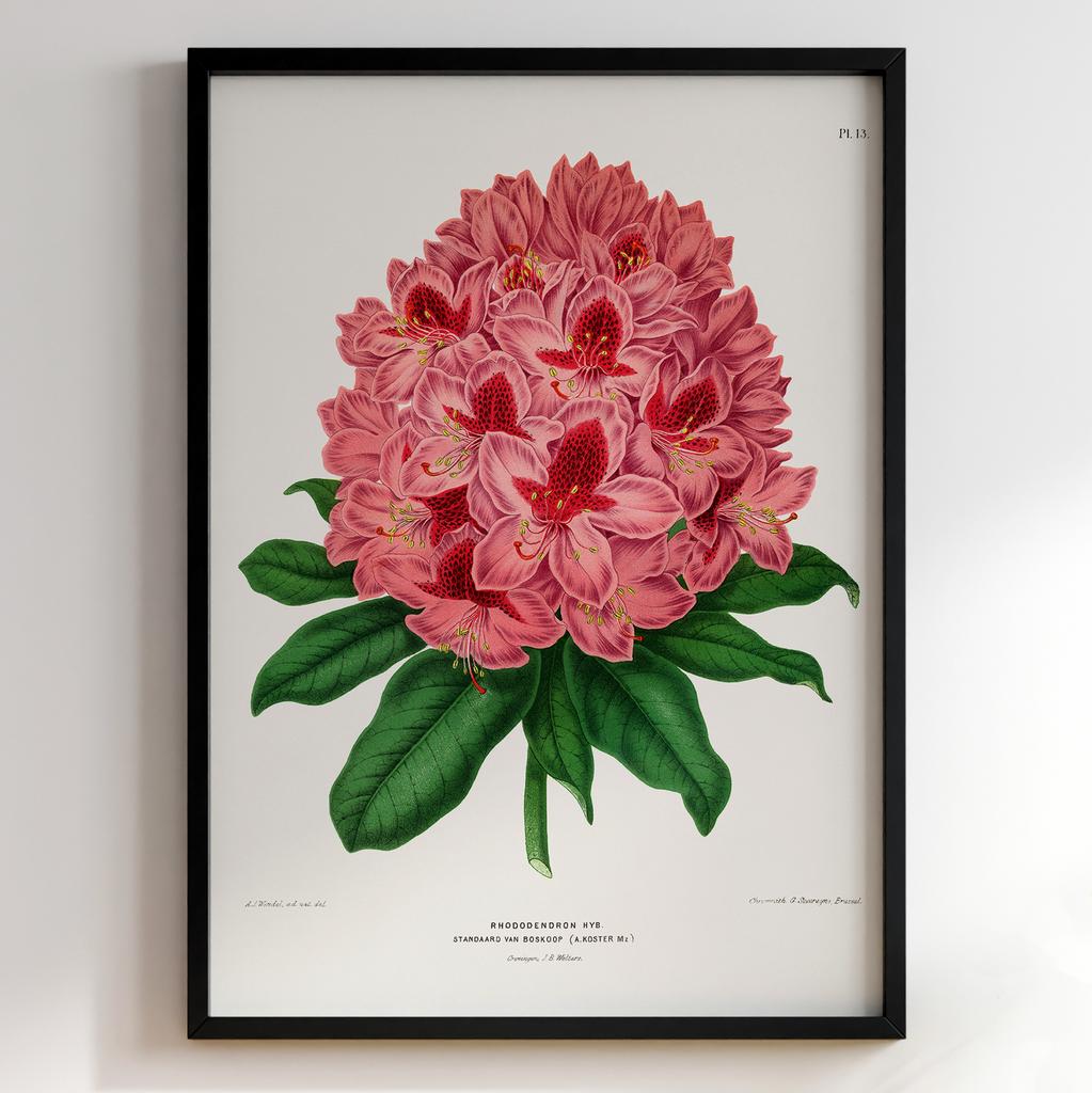 Ботанічний постер Abraham Jacobus Wendel Арт: 27516