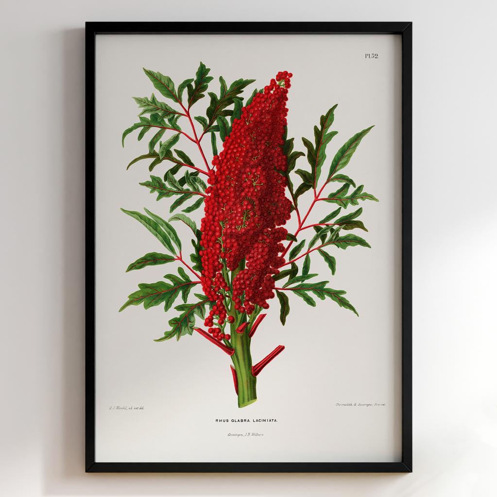 Ботанічний постер Abraham Jacobus Wendel Арт: 27517