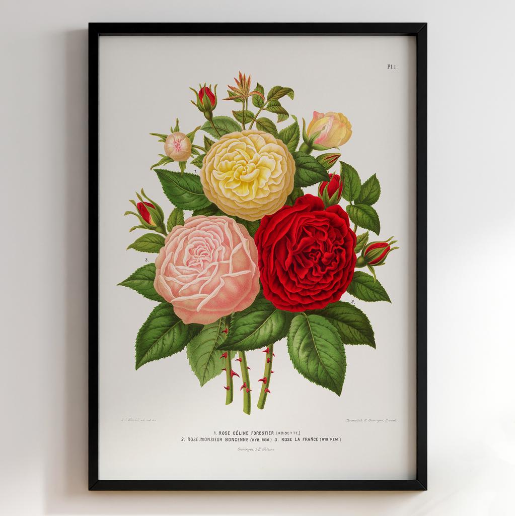 Ботанічний постер Abraham Jacobus Wendel Арт: 27518