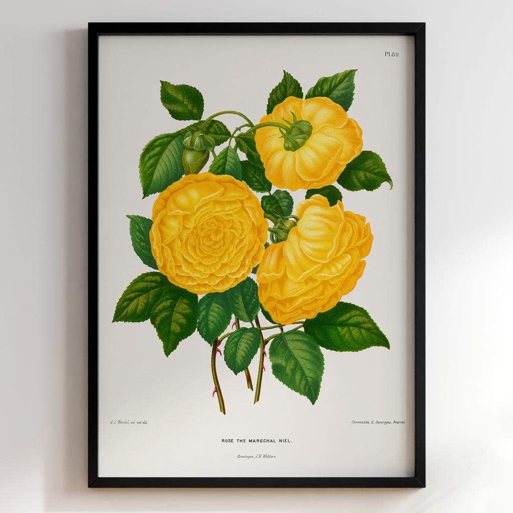 Ботанічний постер Abraham Jacobus Wendel Арт: 27519