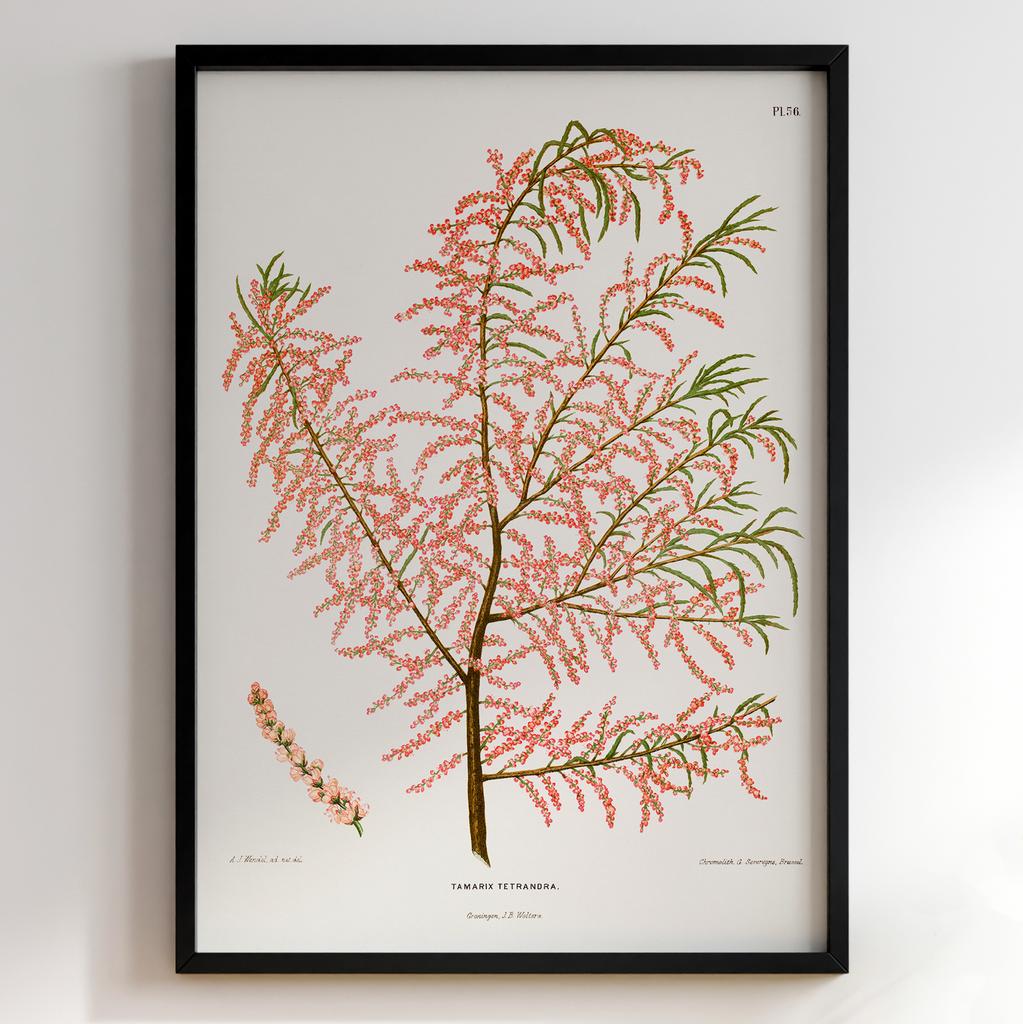 Ботанічний постер Abraham Jacobus Wendel Арт: 27520