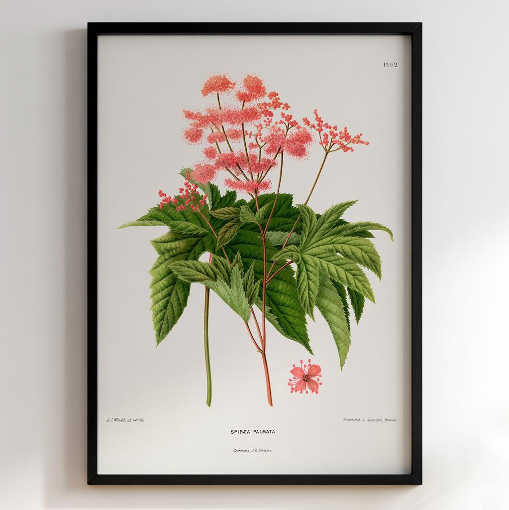 Ботанічний постер Abraham Jacobus Wendel Арт: 27521
