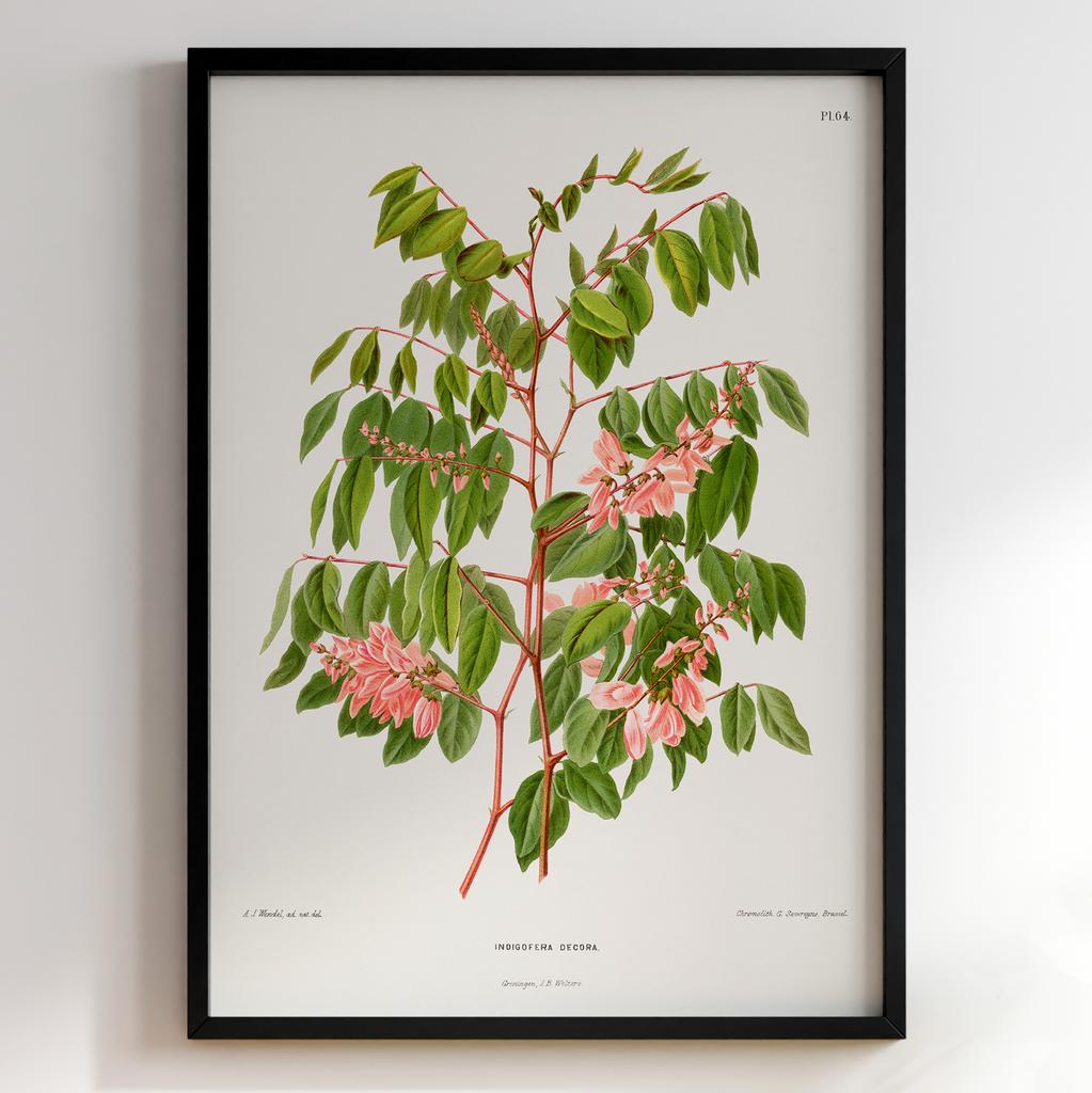 Ботанічний постер Abraham Jacobus Wendel Арт: 27522