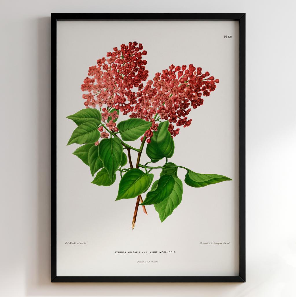 Ботанічний постер Abraham Jacobus Wendel Арт: 27523