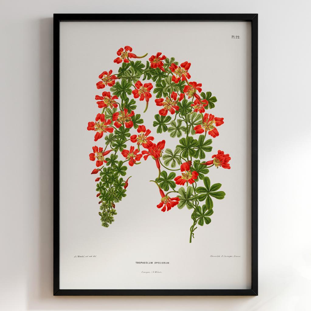 Ботанічний постер Abraham Jacobus Wendel Арт: 27524