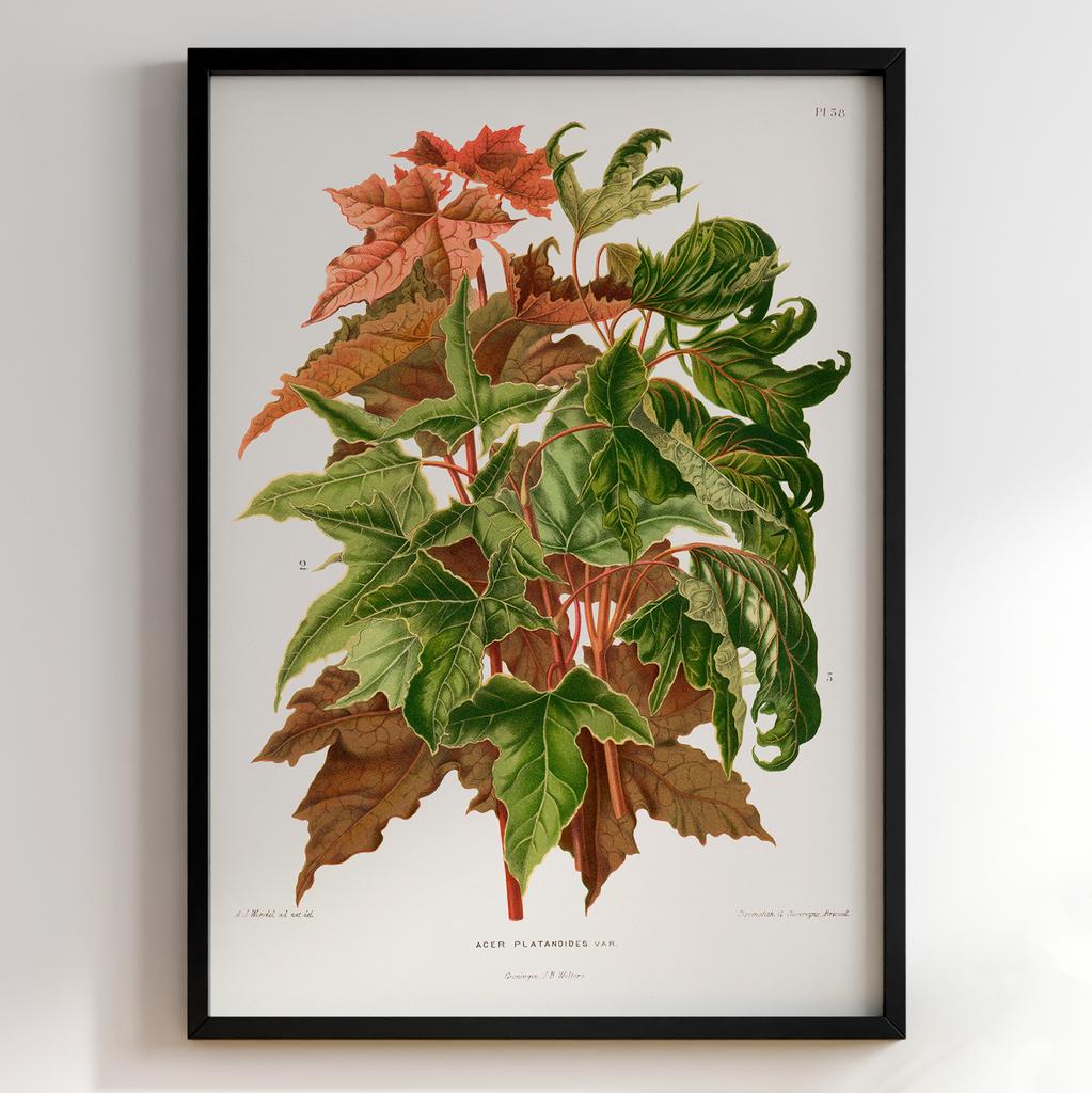 Ботанічний постер Abraham Jacobus Wendel Арт: 27525