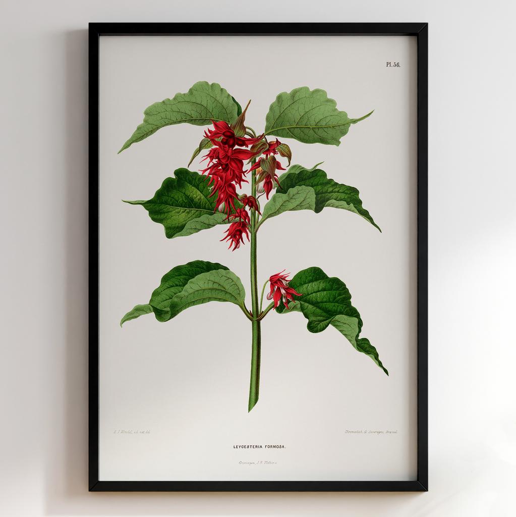 Ботанічний постер Abraham Jacobus Wendel Арт: 27526