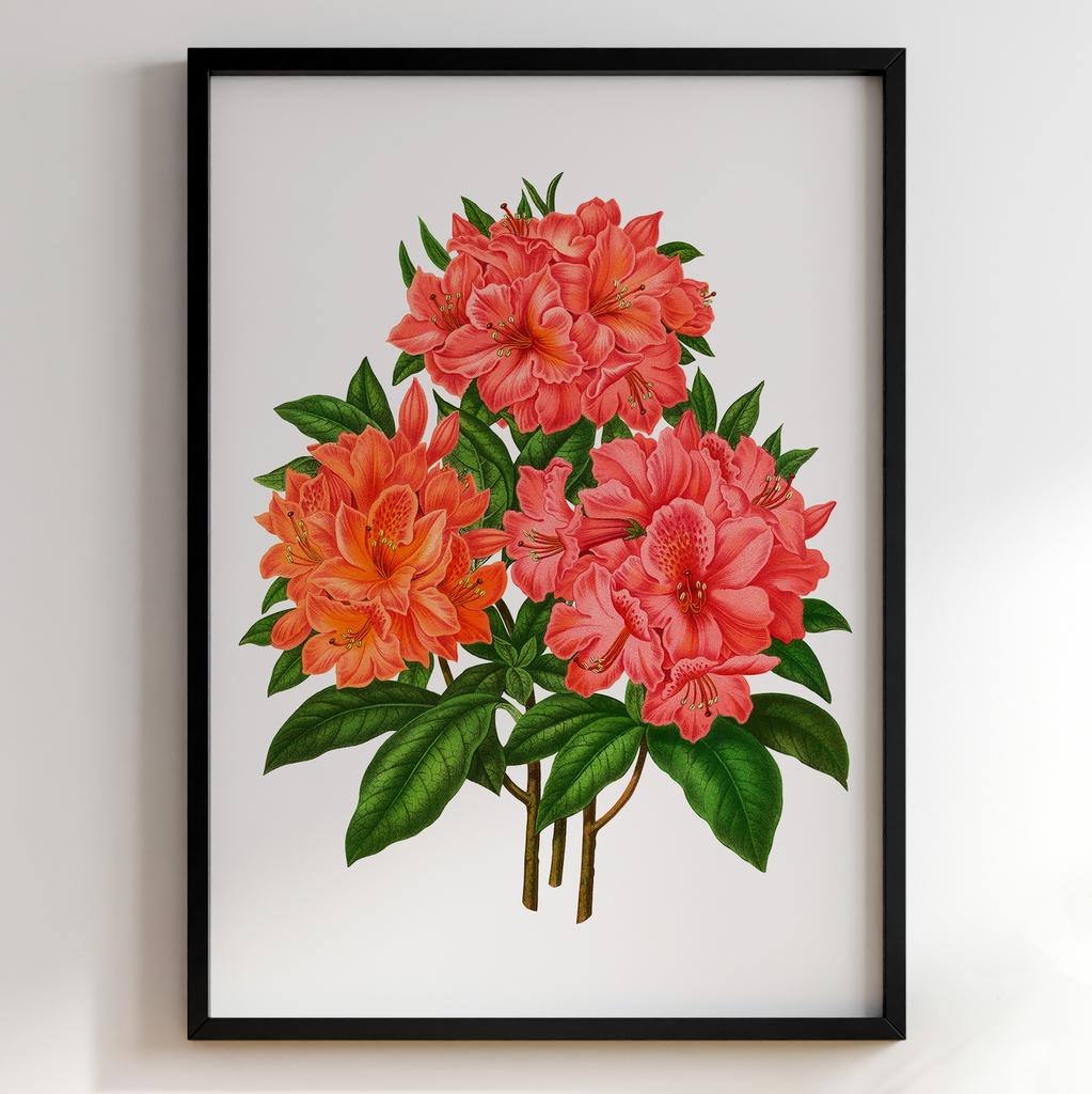 Ботанічний постер Abraham Jacobus Wendel Арт: 27528