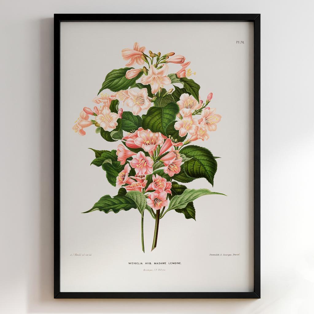 Ботанічний постер Abraham Jacobus Wendel Арт: 27529