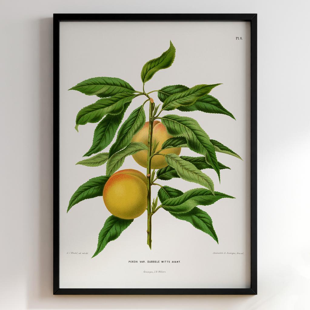 Ботанічний постер Abraham Jacobus Wendel Арт: 27530