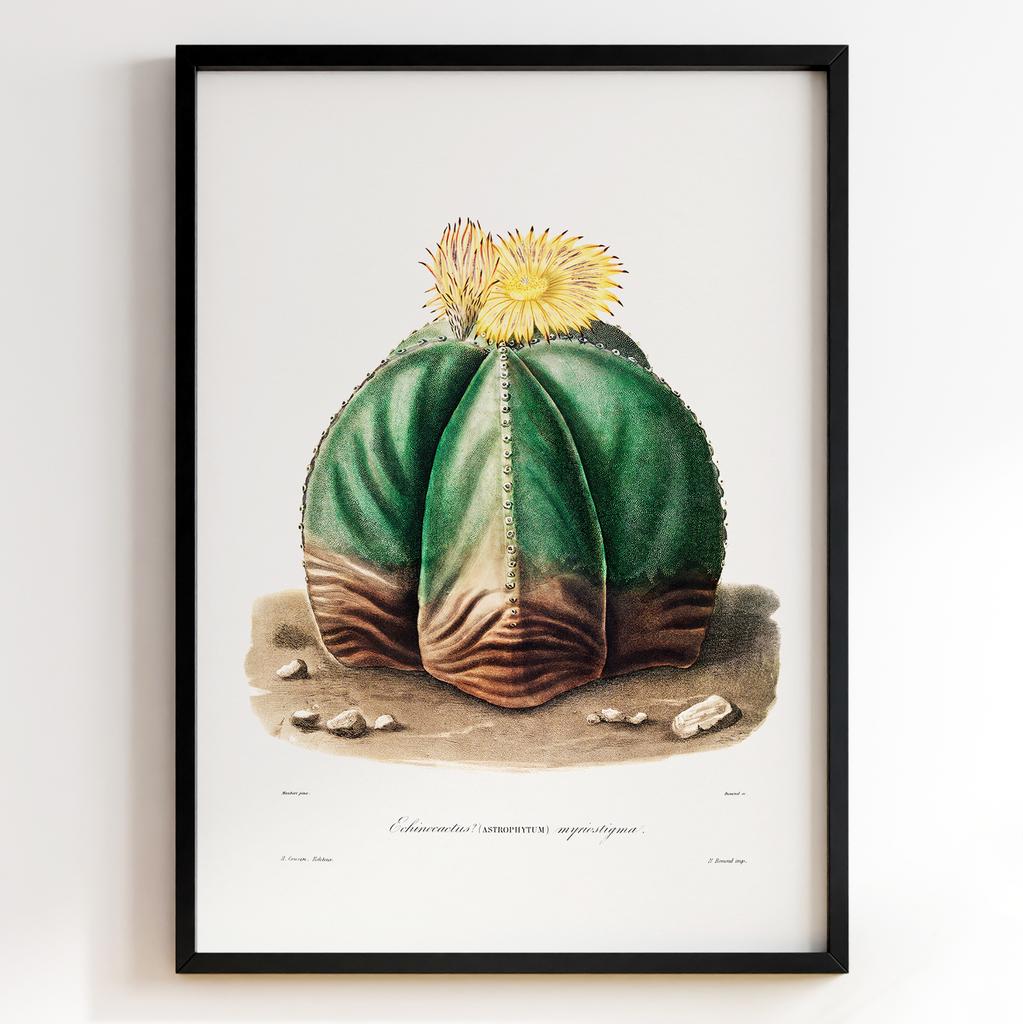 Вінтажний ботанічний постер Charles Antoine Lemaire Арт: 27531